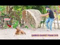 Wow  super funny bamboo basket  ring prank on dog  stuck in cant run