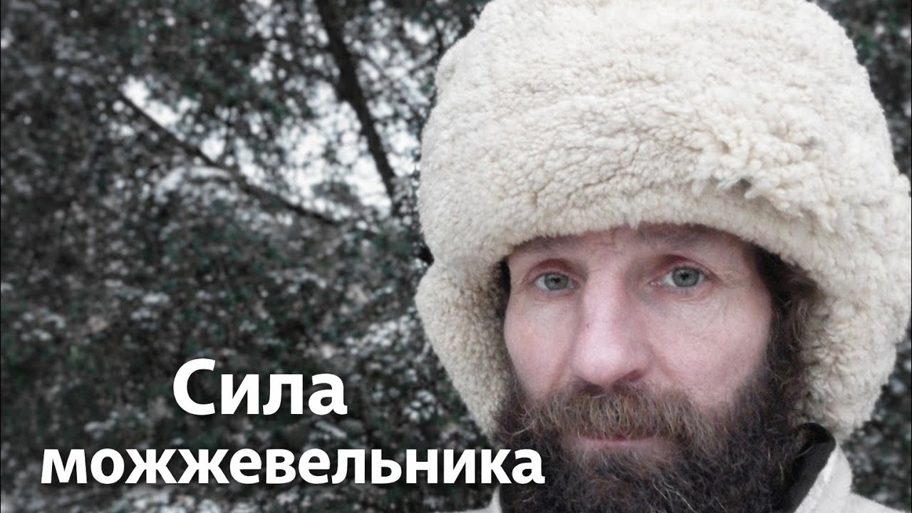 Можжевельник дерево Здоровья 