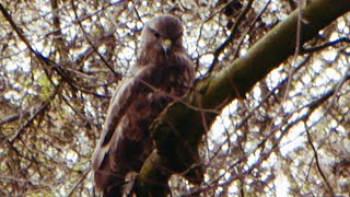 Raptor Defecates and Flies Away