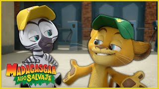 El mejor partido de béisbol | DreamWorks Madagascar en Español Latino