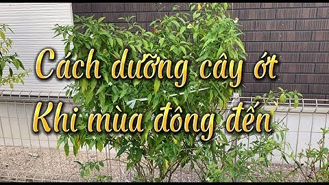 #34.Chăm sóc cây ớt khi mùa đông đến