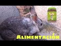 🌾 Alimentación de CONEJOS 🐰 Conejos Rex! 🐇
