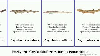 Piscis, Ordo Carcharhiniformes, Familia Pentanchidae Apristurus Galeus Asymbolus Fish Quagga Manis Resimi