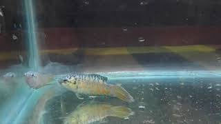 How to breed paradise fish #part 1