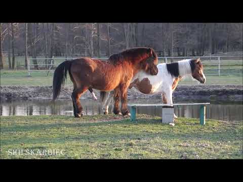 Wideo: Jakie Zwierzęta Całują