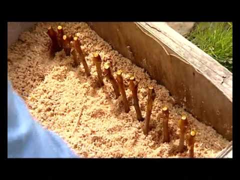 მაღალი ხარისხის ნერგი თანამედროვე ვენახებისთვის