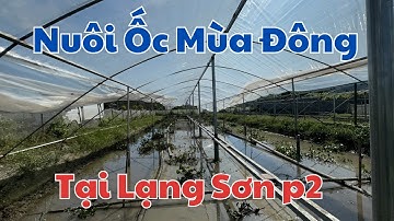 Chia sẻ kinh nghiệm nuôi ốc nhồi qua đông mùa vụ 2025