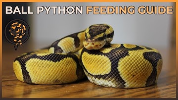 Rodent Sizes for your Ball Python (CHECK DESCRIPTION FOR UPDATED GUIDE)