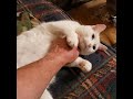 My cat likes belly rubs