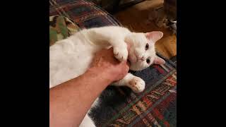 My cat likes belly rubs