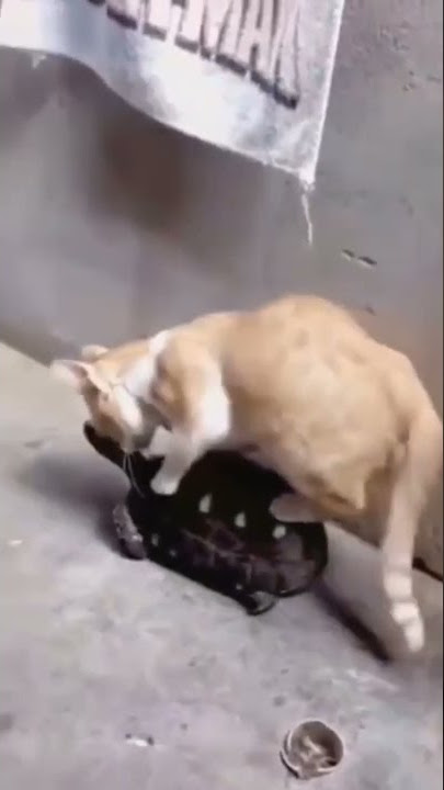 Kucing naik kura kura