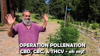 Operation Pollenation - Cbd, Cbc, Thcv, Thc And The 18 Hour Flower Trait