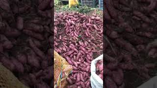 Hasil panen ubi rambat cv umbi 3000 meter 6 ton