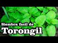 Toronjil (Melissa officinalis) - Siembra en casa