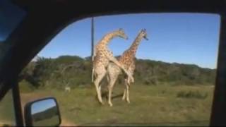 Giraffe Sex