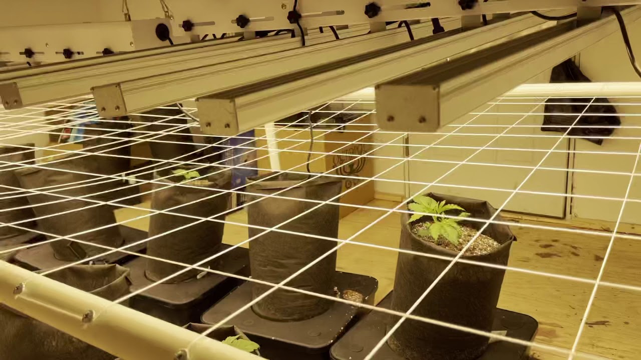 Week 2 from seed Future #1 strain Octopot Grow Journal Scrog w/ Co2