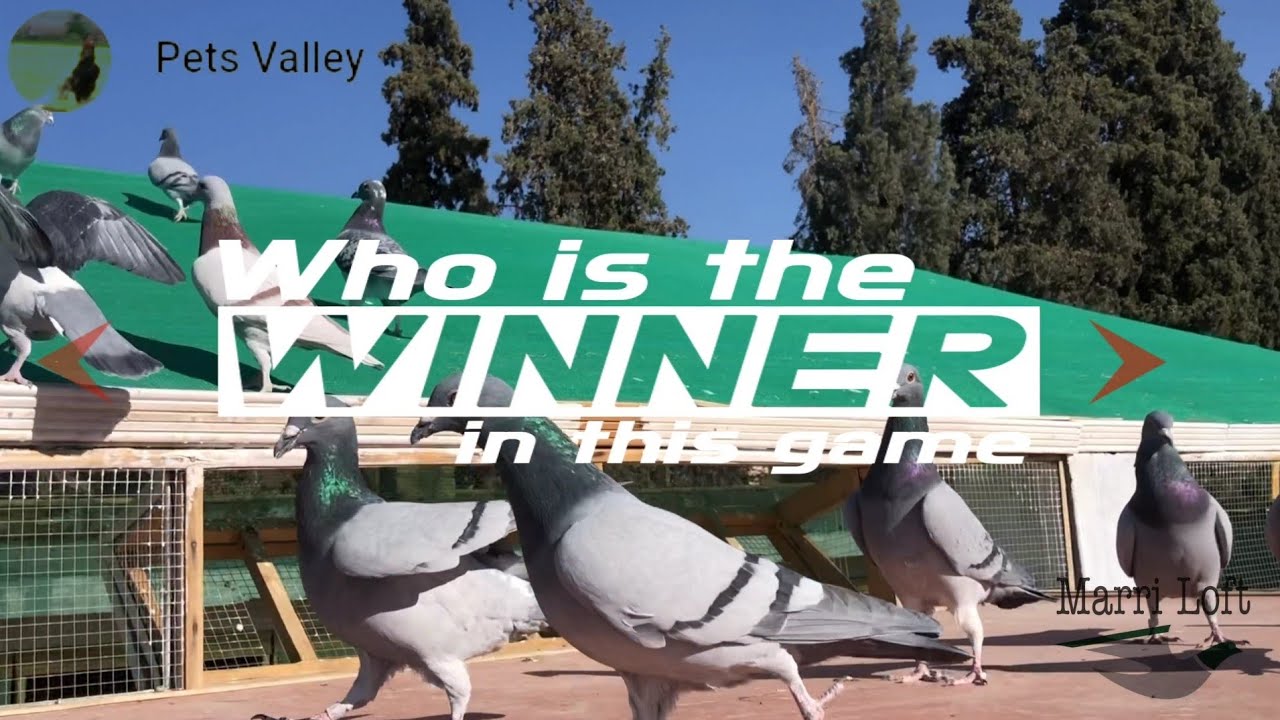 Marri Loft B | Mubarak Khan | Pigeons Racing | Homer Pigeons | Racer Kabutar | Racer Pigeons