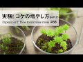 シャーレで実験コケの増やし方part.２【茎伏せでコケを増やす】｜How to increase moss Part 2 #68