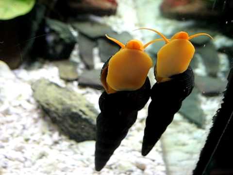 Pair of Orange Tylomelania sp. Yellow snails - YouTube