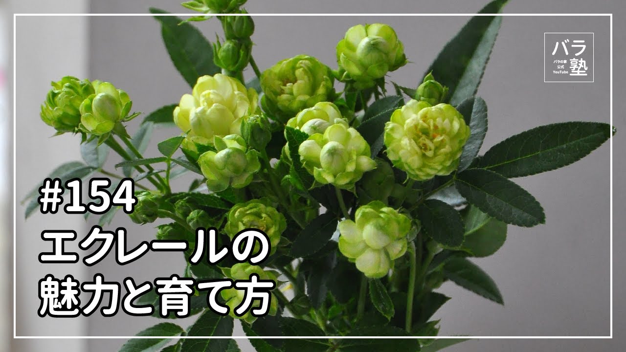 バラ苗【中苗】エクレール 国産苗 6号鉢植え品［契約品種］《J-FL25