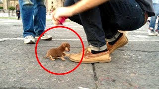 Die Top 10 kleinsten Hunde der Welt!
