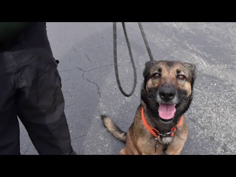 Woman throws dog off 2nd floor Daytona Beach motel balcony, deputies say