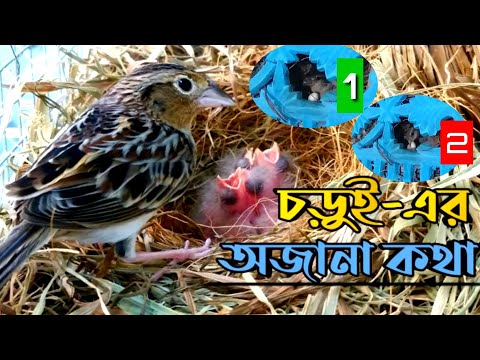 ভিডিও: চড়ুইরা কী ধরনের বাগ খায়?