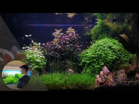 Video: Ako Zariadiť Akvárium Bez Rýb