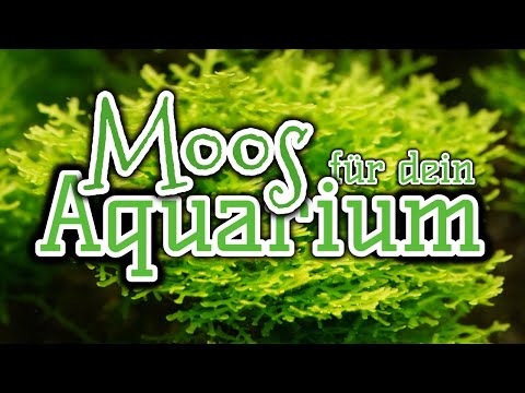 Video: Aquarienmoos: Sorten und beliebteste Sorten. Wie man Aquarienmoos züchtet