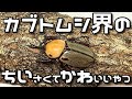 【クワカブ生活】ちいかわ カブトムシ【stag beetle】