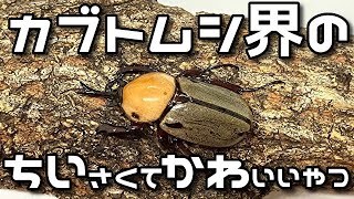 【クワカブ生活】ちいかわ カブトムシ【stag beetle】