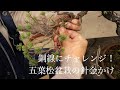 銅線にチャレンジ ! 五葉松の針金掛け [初めての盆栽]