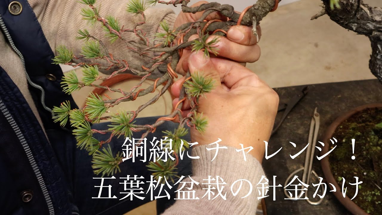 銅線にチャレンジ ! 五葉松の針金掛け [初めての盆栽]
