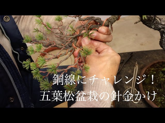 【盆栽道具】銅線掛け・針金掛けスタンド 銘木 木製ハンドメイド Trying copper wire! Wire-hanging a Japanese white pine [My first