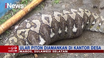 Penampakan Ular Piton 7 Meter di Kab. Maros Makan Anak Sapi - Realita 28/02