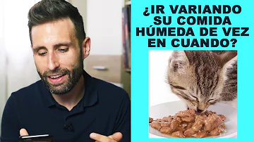 ¿Se aburren los gatos de la misma comida húmeda?