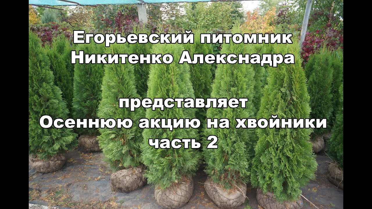 Питомник в егорьевске никитенко каталог и цены. Питомник растений в Егорьевске Никитенко.