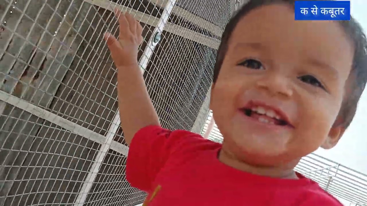 क से कबूतर