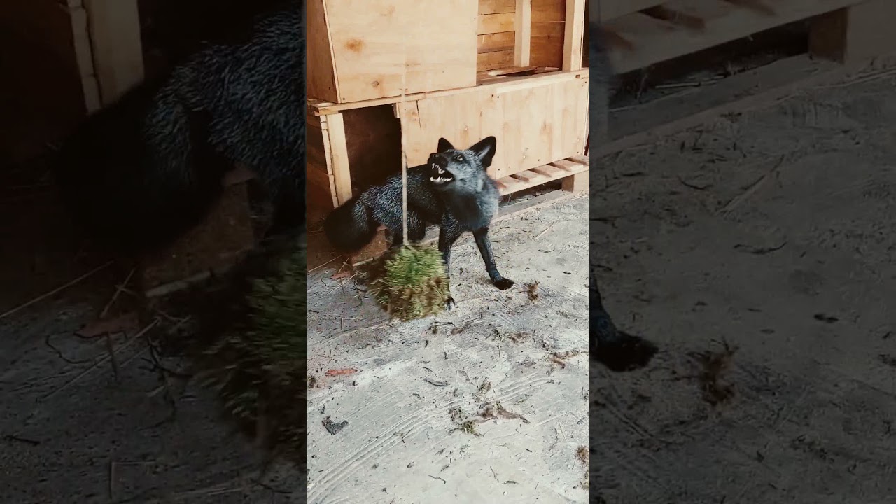 Лиса-Чернобурка