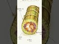 「吃一顆飽三天？！」🇻🇳直擊越南巨型圓粽！新住民不划龍舟🐲「入夜守歲」只為這一口｜#粽子之戰 #原住民 #卑南族 #新住民 #越南圓粽 #風土滋味 #端午節 #ila 跟土地學做飯 #titv