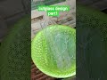 Amazing Cut Glass Design ✨ Watch the Magic!#shortsviral #glassart #satisfyingprocess #art
