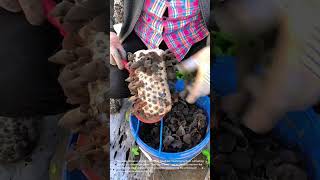 Harvesting Wood Ear Mushrooms: A Mushroom Farm Tour