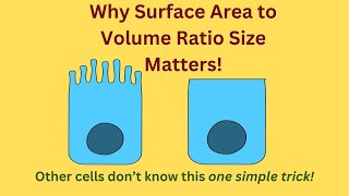 Why Cell Surface Area to Volume Ratio Size Matters