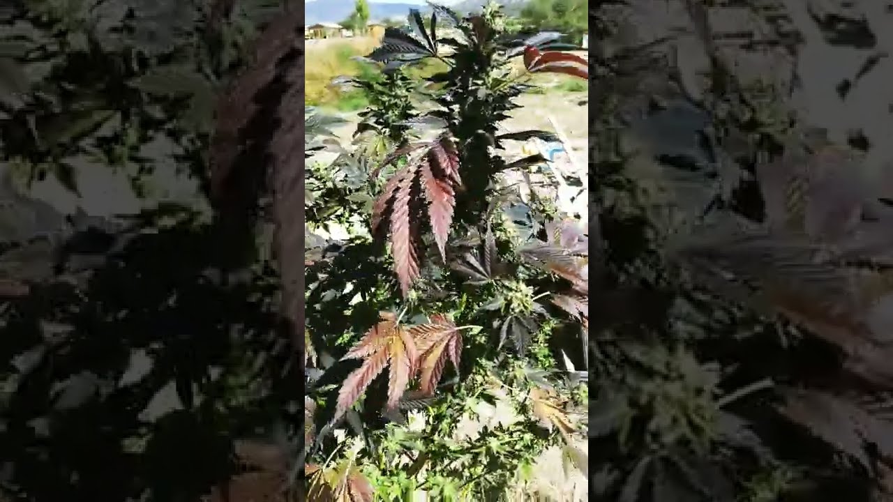 GROWING CANNABIS..."GRAPE KUSH 11WKS INTO FLOWER