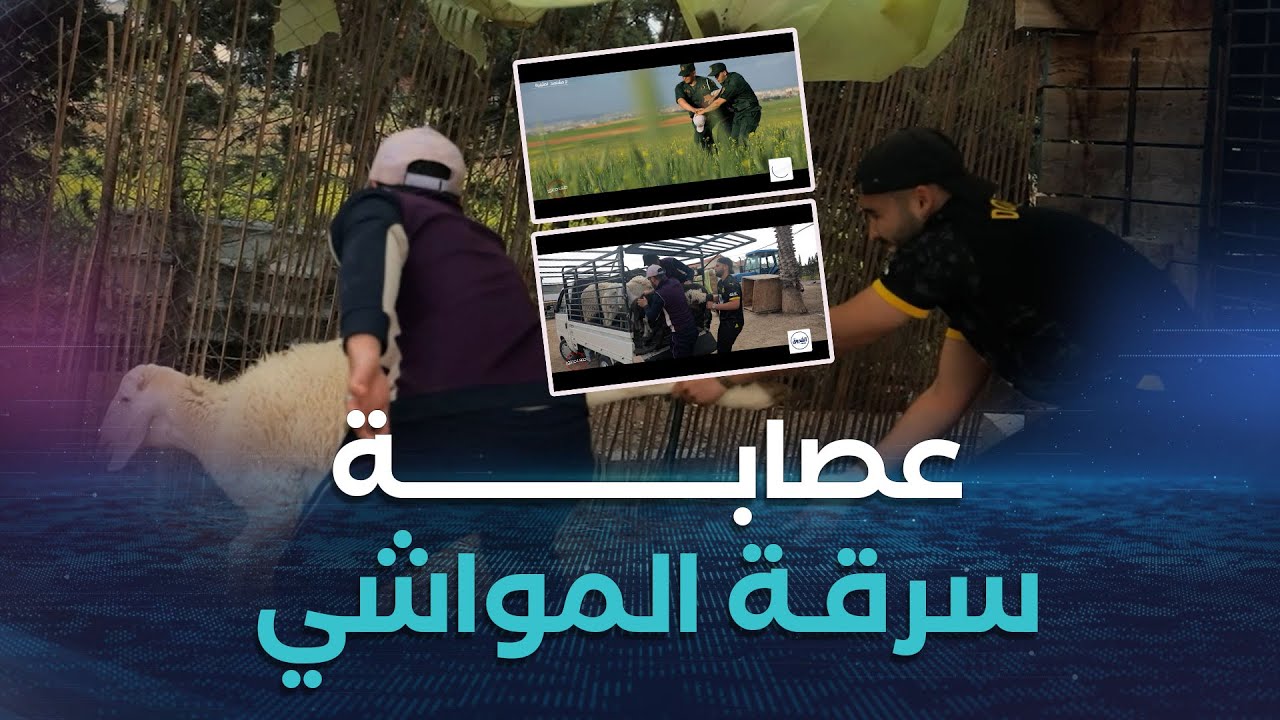 ملف مغلق |  كشف خيوط سرقـــ..\\ة المواشي ..!