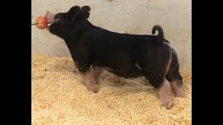 32-2 Berkshire Gilt