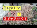 草刈機 除草剤を使用せずにスギナを枯らす方法
