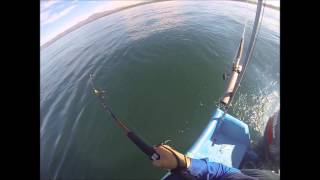 Huge Sardine shoal, Casting Action Costa Rica Catch and Release