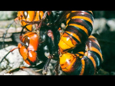 Video: Apa Itu Murder Hornets – Menghilangkan Mitos Dengan Fakta Murder Hornet