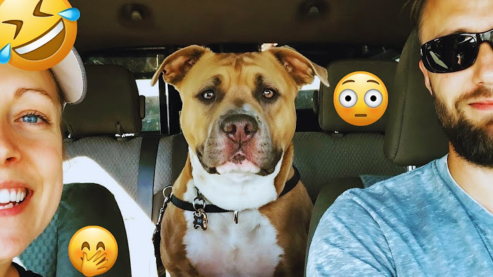 I dare you not to LAUGH at these FUNNY DOGS 😁🦮 - Best Funny Animals Videos 2025 #36